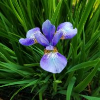 June in Mary Ellen’s Garden